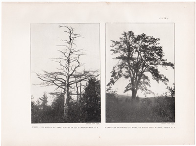 WHITE PINE KILLED BY BARK BORERS / HARD PINE DEFORMED BY WORK OF WHITE PINE WEEVIL